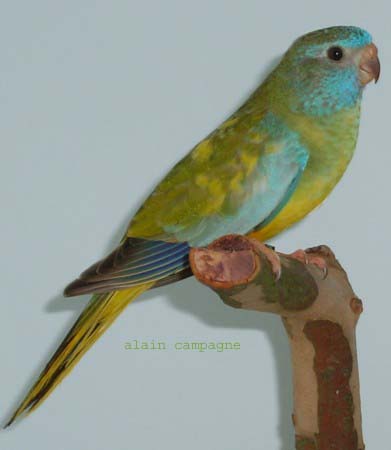 JGsplfip039 copie.jpg